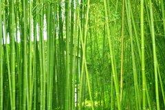 植物株高要如何測量？
